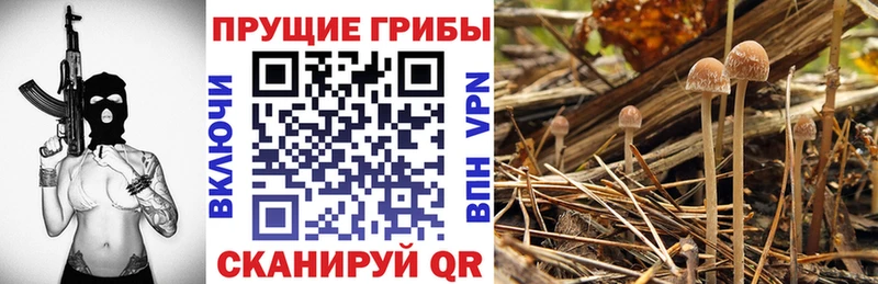 Купить закладки  Судак  Галлюциногенные грибы прущие грибы 